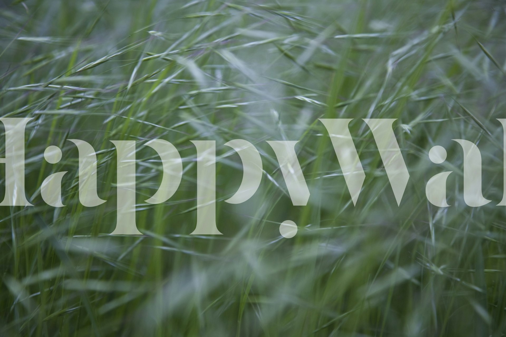 Blurry Wheat tapet i et rum