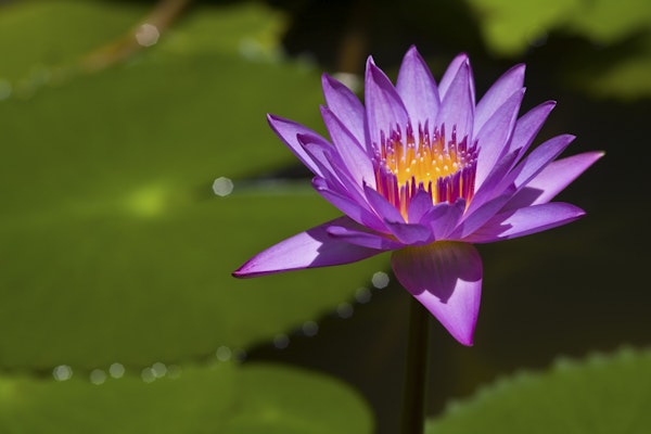 Beautiful Lotus