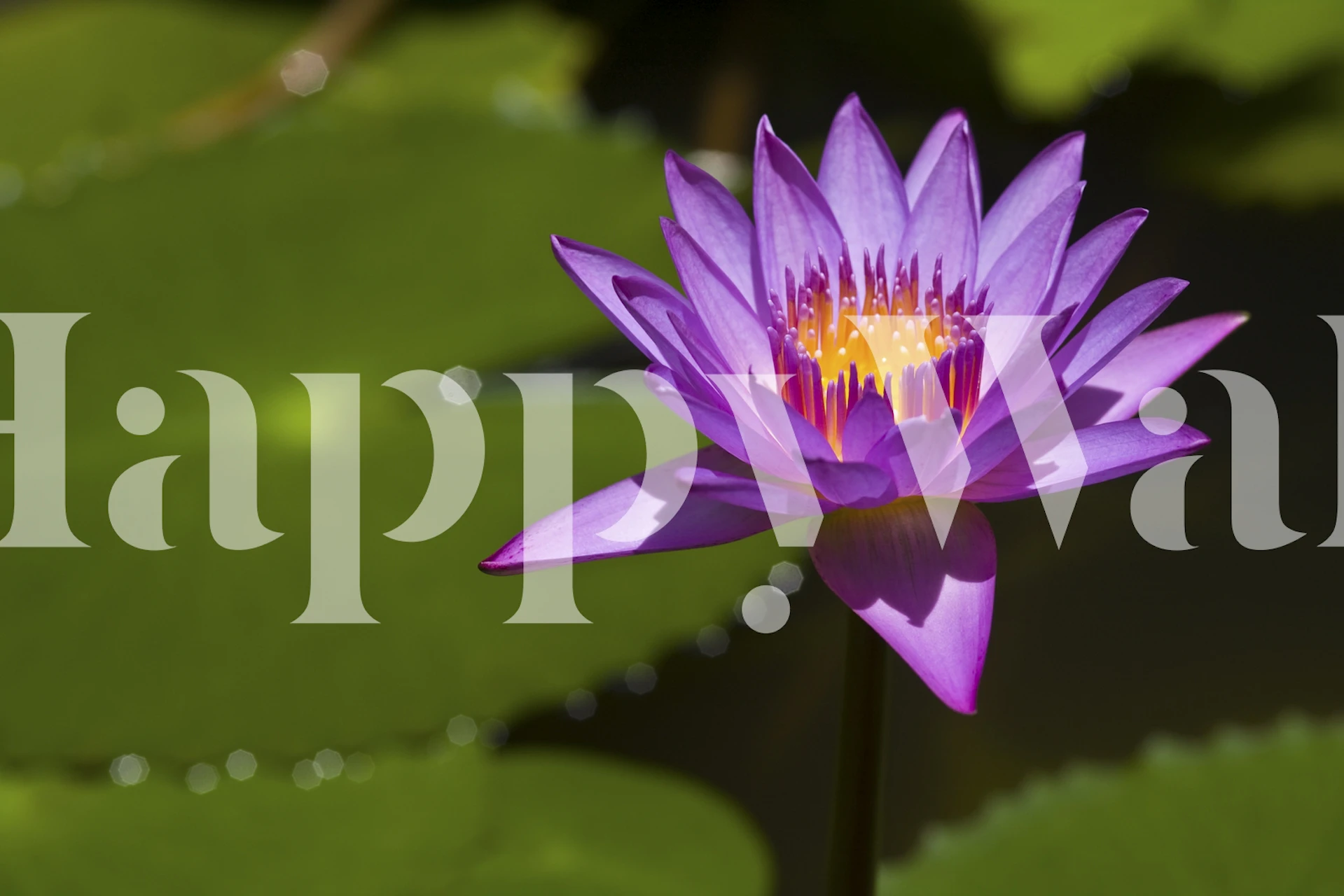 Beautiful Lotus flor papel en una habitación