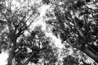 Black White Trees Dream 1 papiers peint