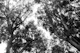 Black White Trees Dream 1