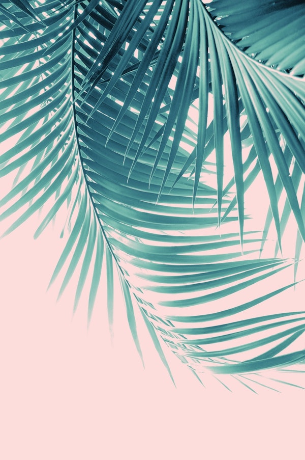 Palm Leaves Summer 11