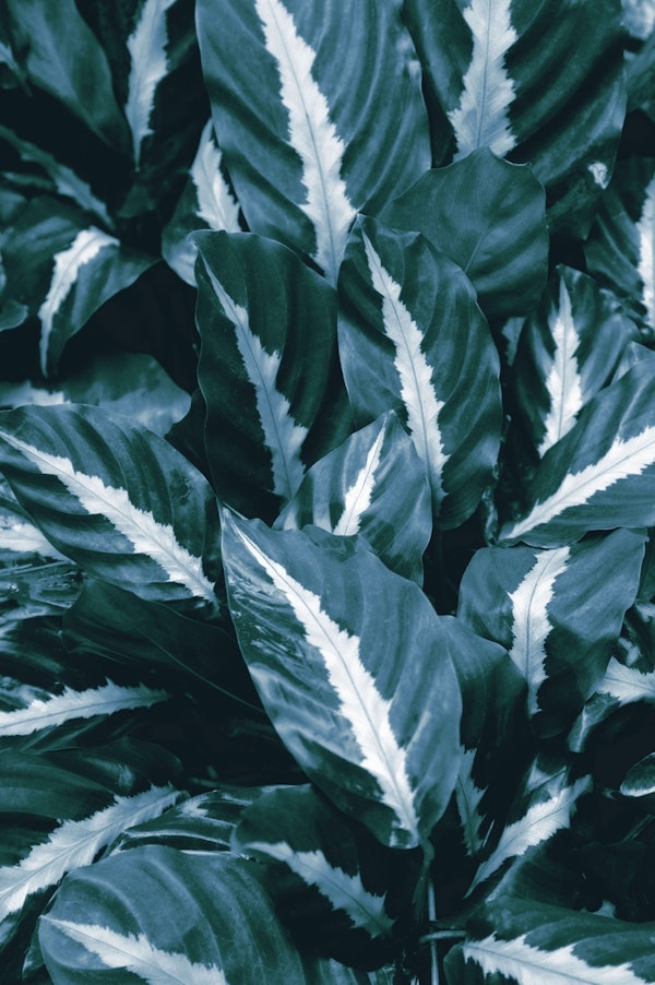 Blue Green Tropical Jungle 1