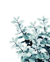 Eucalyptus Leaves Green 2 ταπετσαρία