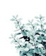 Eucalyptus Leaves Green 2