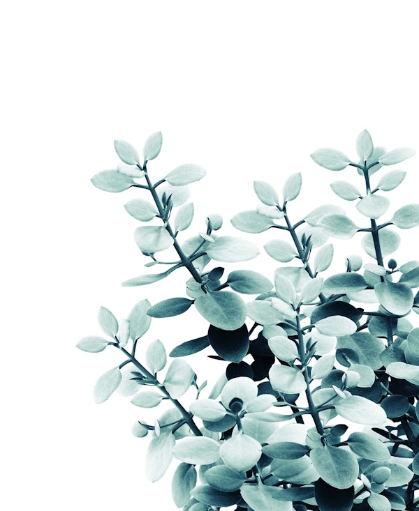 Eucalyptus Leaves Green 2