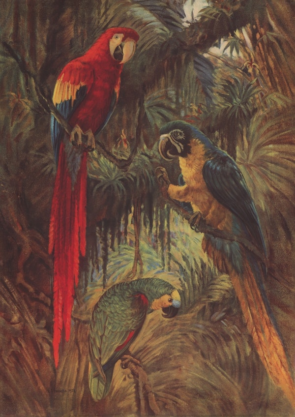 Three Parrots - Aster