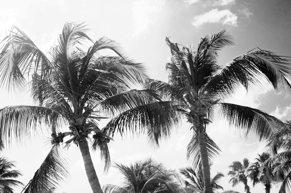 Caribbean Palm Trees Beach 2