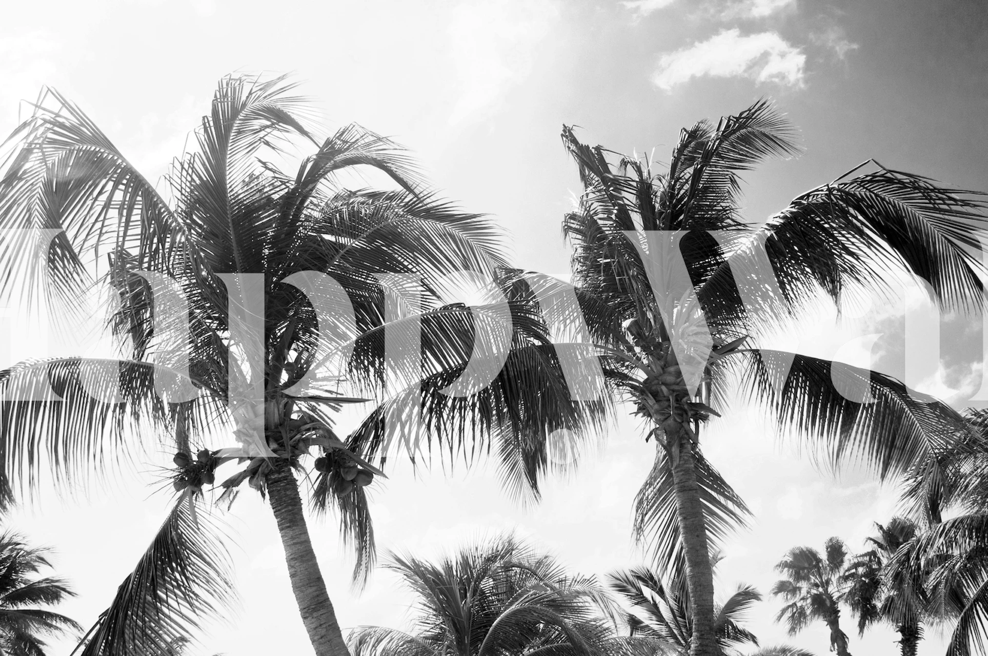 Caribbean palm trees tapet i ett rum