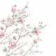 Apple Blossom 2