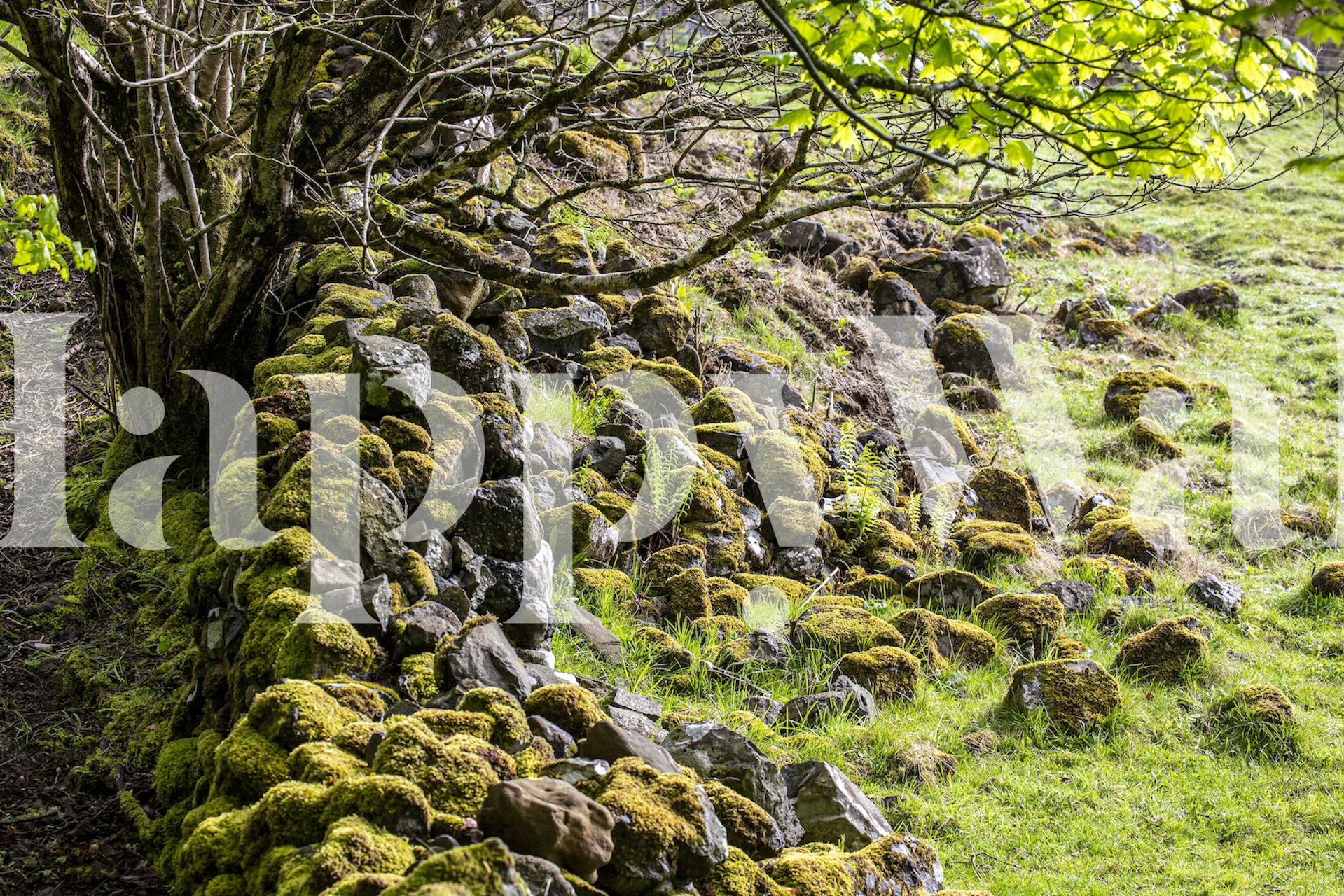 Mossy stones with green foliage in a Scottish forest wallpaper