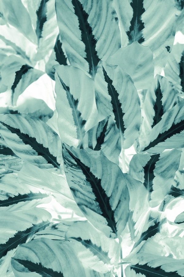 Tropical Jungle Leaves 10a