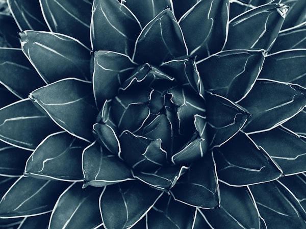 Agave Queen Succulent 1