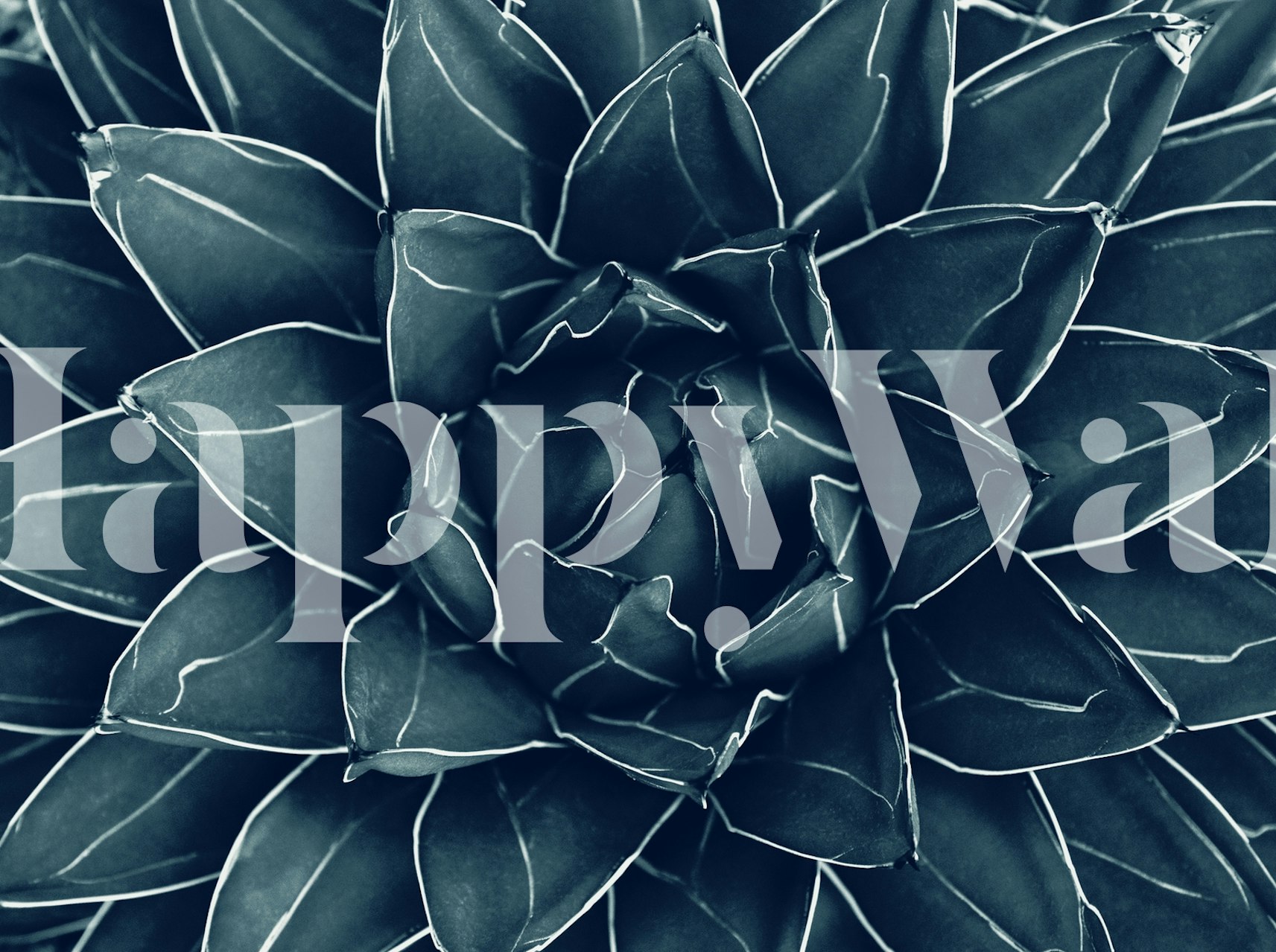 Close-up of agave succulent in dark green tones wallpaper