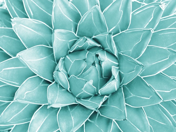 Agave Queen Succulent 2