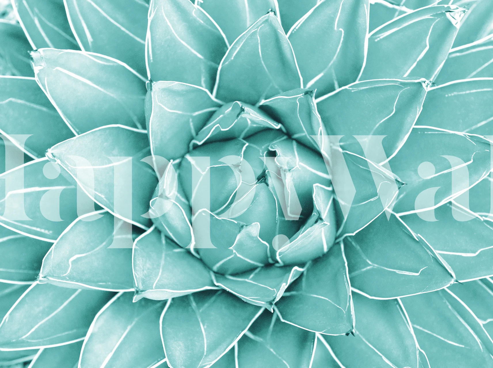 Agave succulent close-up in teal tones wallpaper