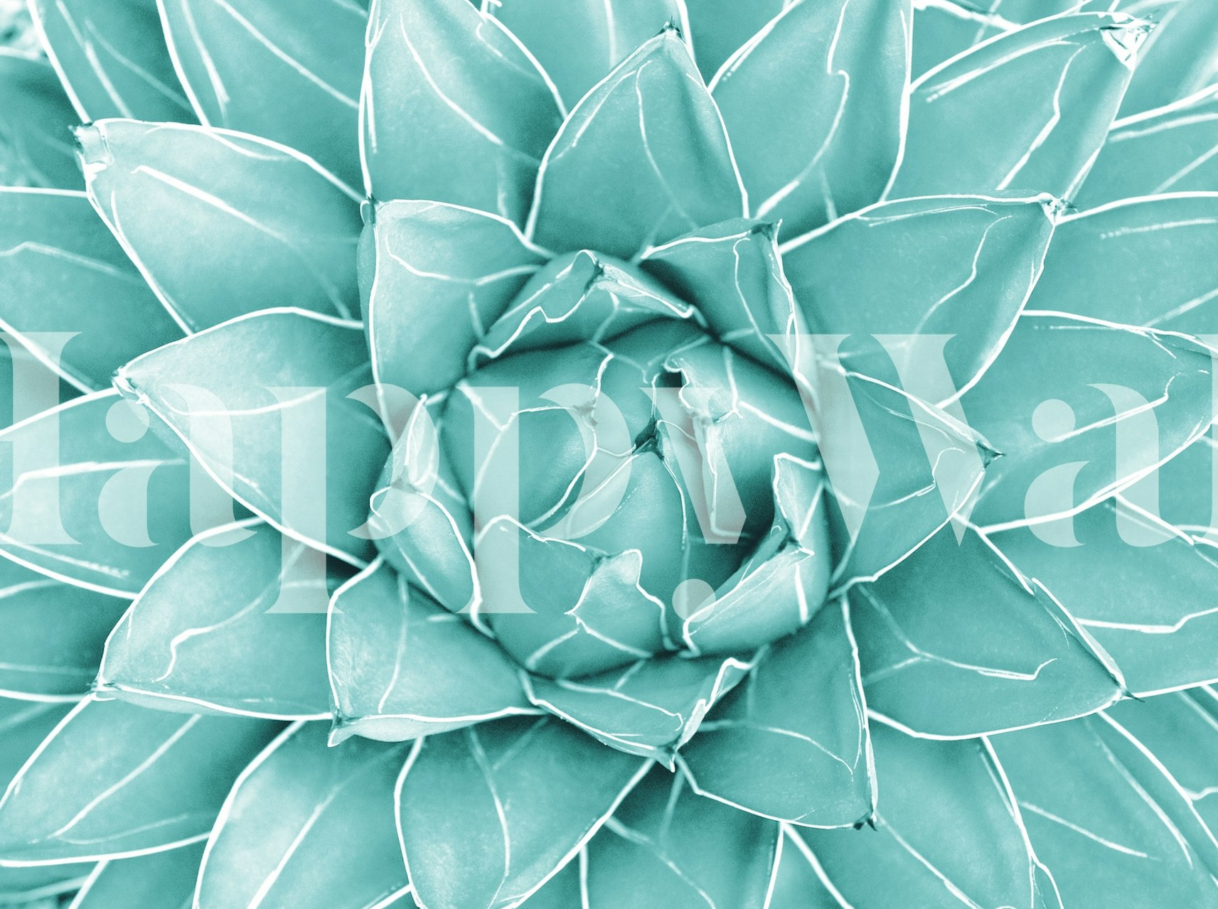 Agave succulent close-up in teal tones wallpaper