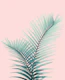 Intertwined Palm Leaves Love 2