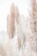 Pampas Reed Madeira 01