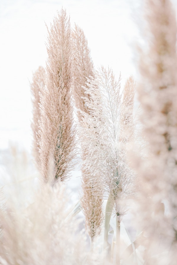 Pampas Reed Madeira 01