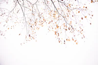 Under the tree birch 2 tapet