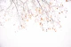 Under the tree birch 2