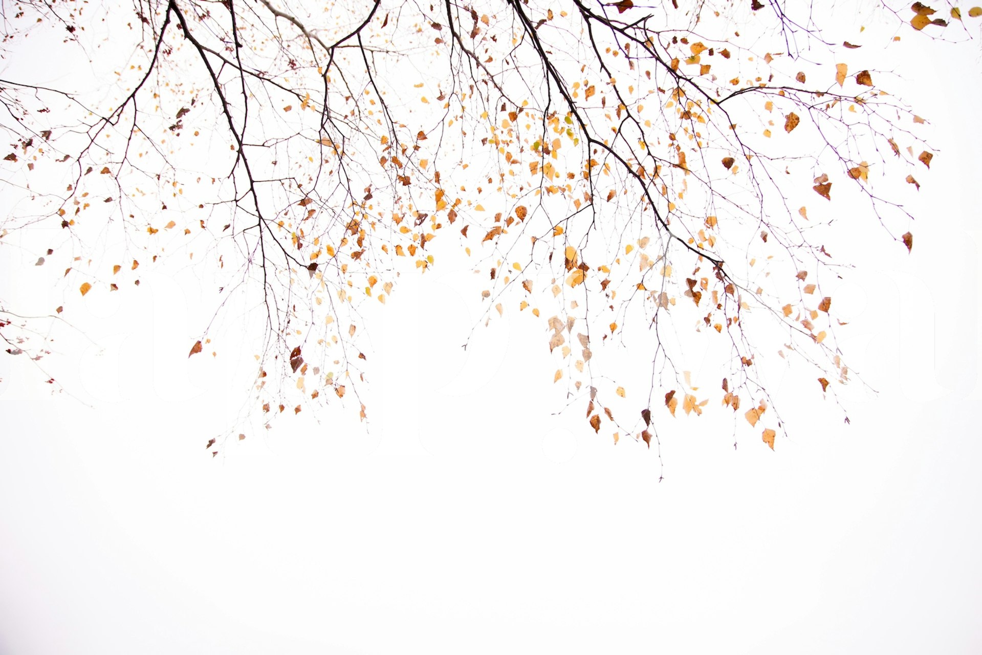 Birch tree branches with yellow autumn leaves on white background wallpaper
