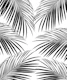 Black Palm Leaves Dream 2a