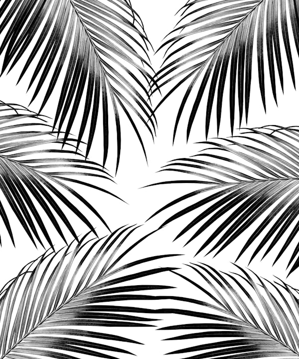 Black Palm Leaves Dream 2a