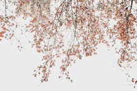 Under the tree - Birch tapet