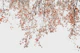 Under the tree - Birch