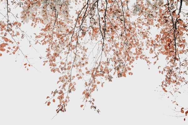 Under the tree - Birch