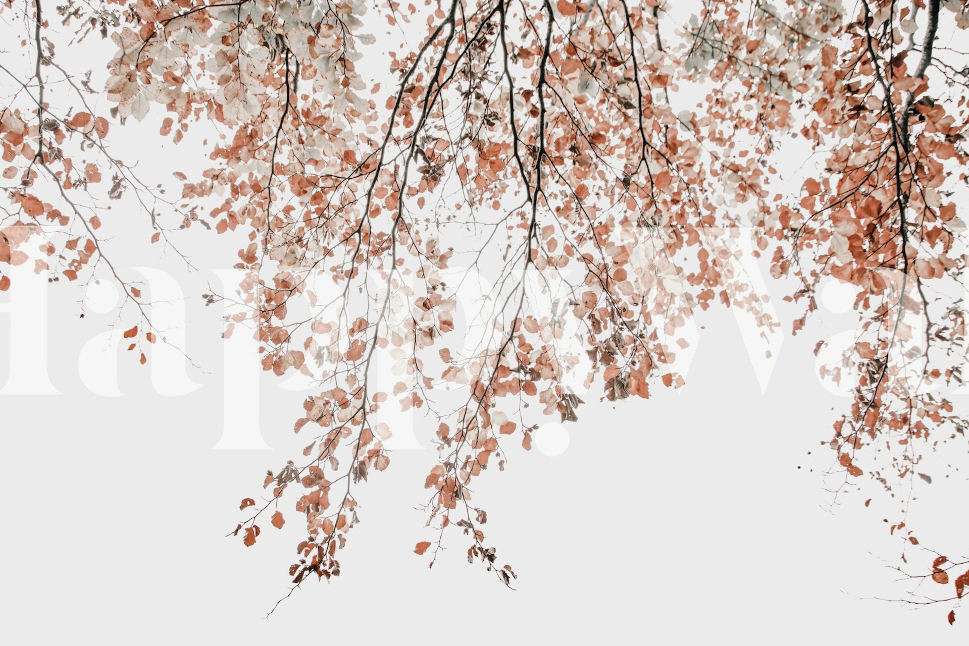 Birch tree branches with peach and white leaves wallpaper