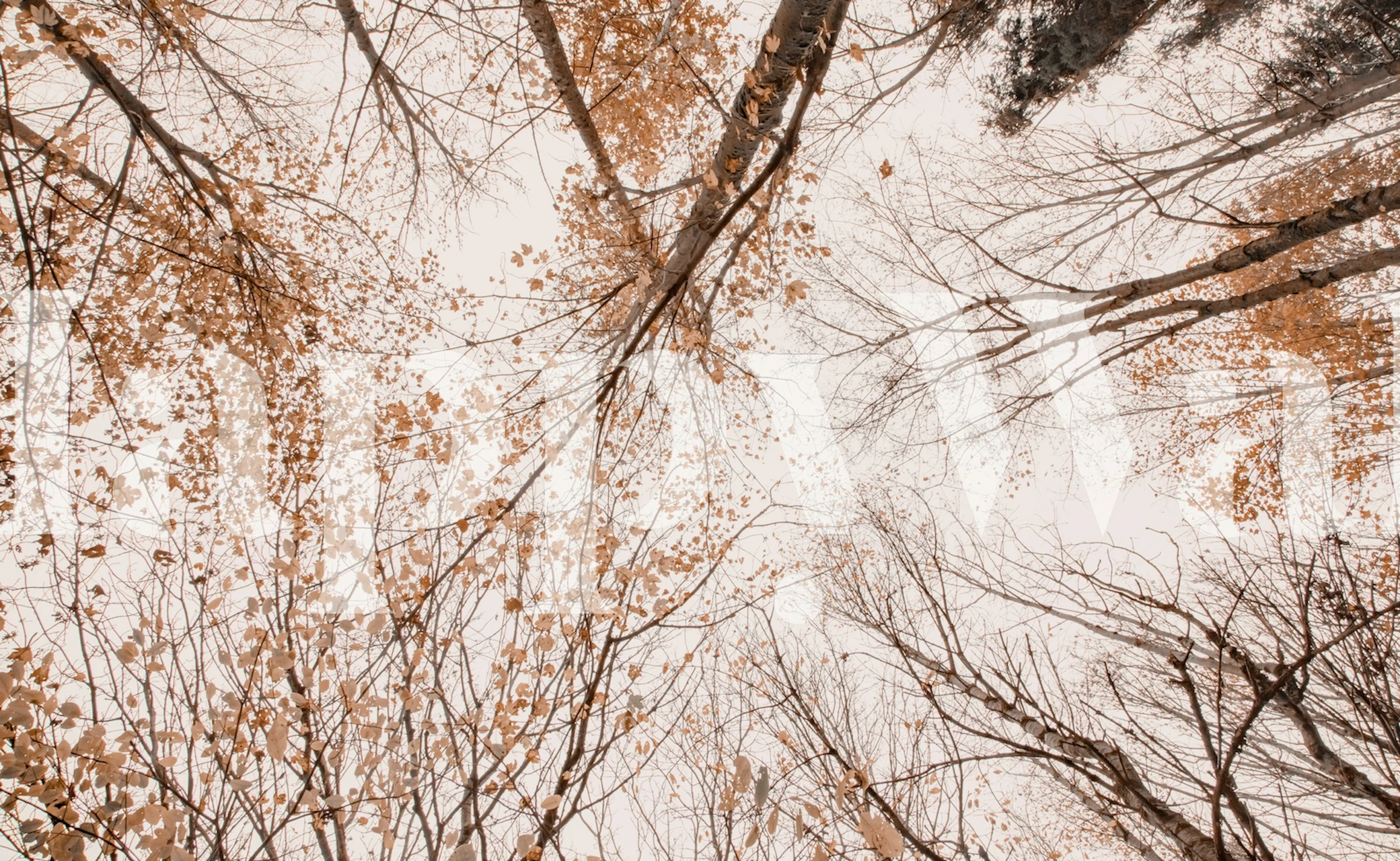Mirna jesenja šumska krošnja s toplim jantarnim lišćem na pozadini mekog neba.