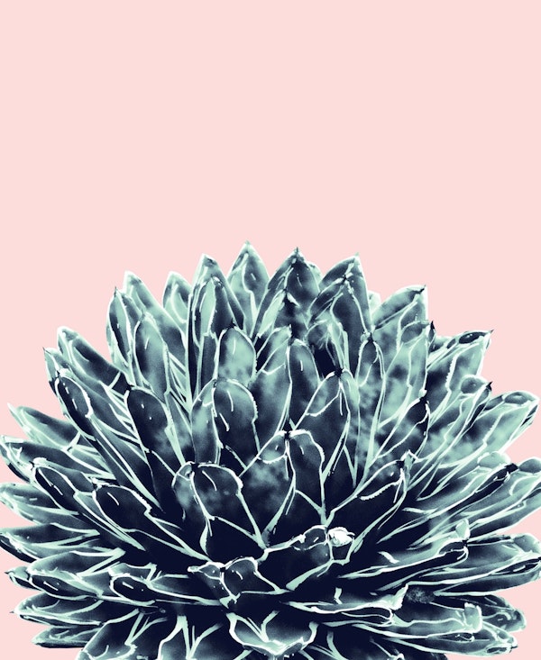 Blush Navy Blue Agave Chic 1