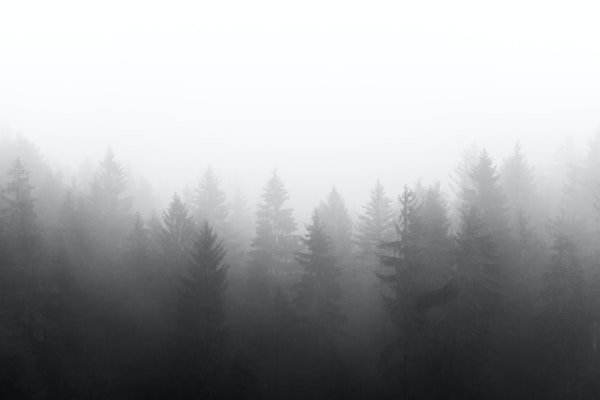 Misty black and white forest