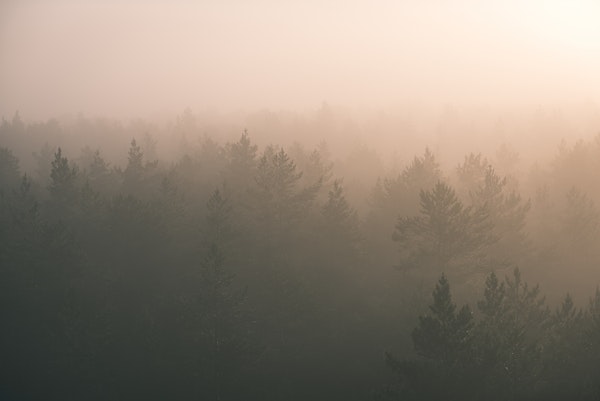 Majestic forest sunrise