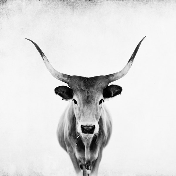 Cow in black and white