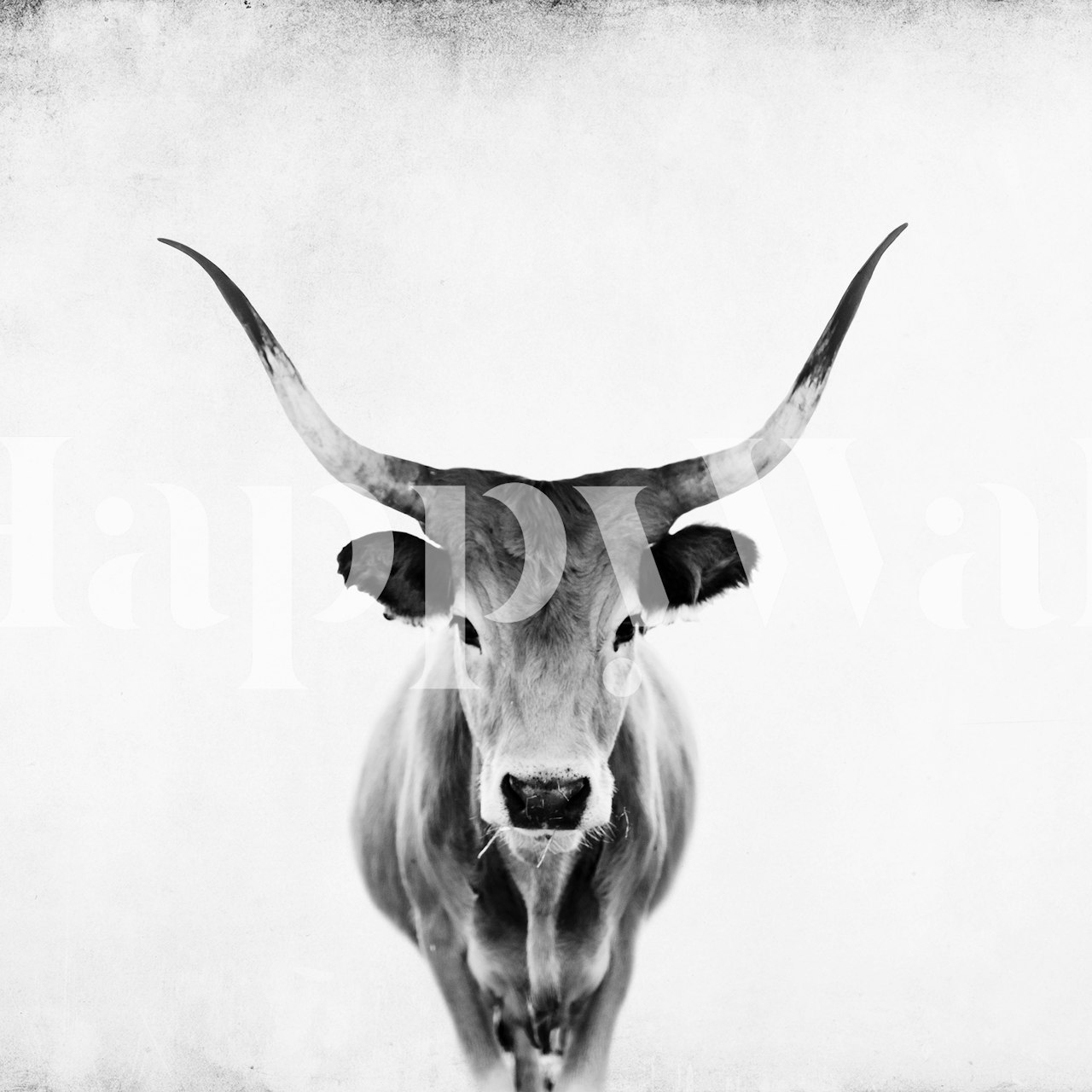 Een zwart-wit fotobehang met een serene koe met prominente hoorns tegen een gestructureerde achtergrond.