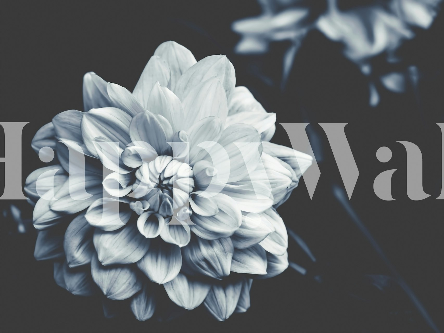 Flower Blue Dahlia diseño de papel tapiz