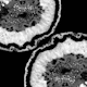 Gray Black White Agate 7
