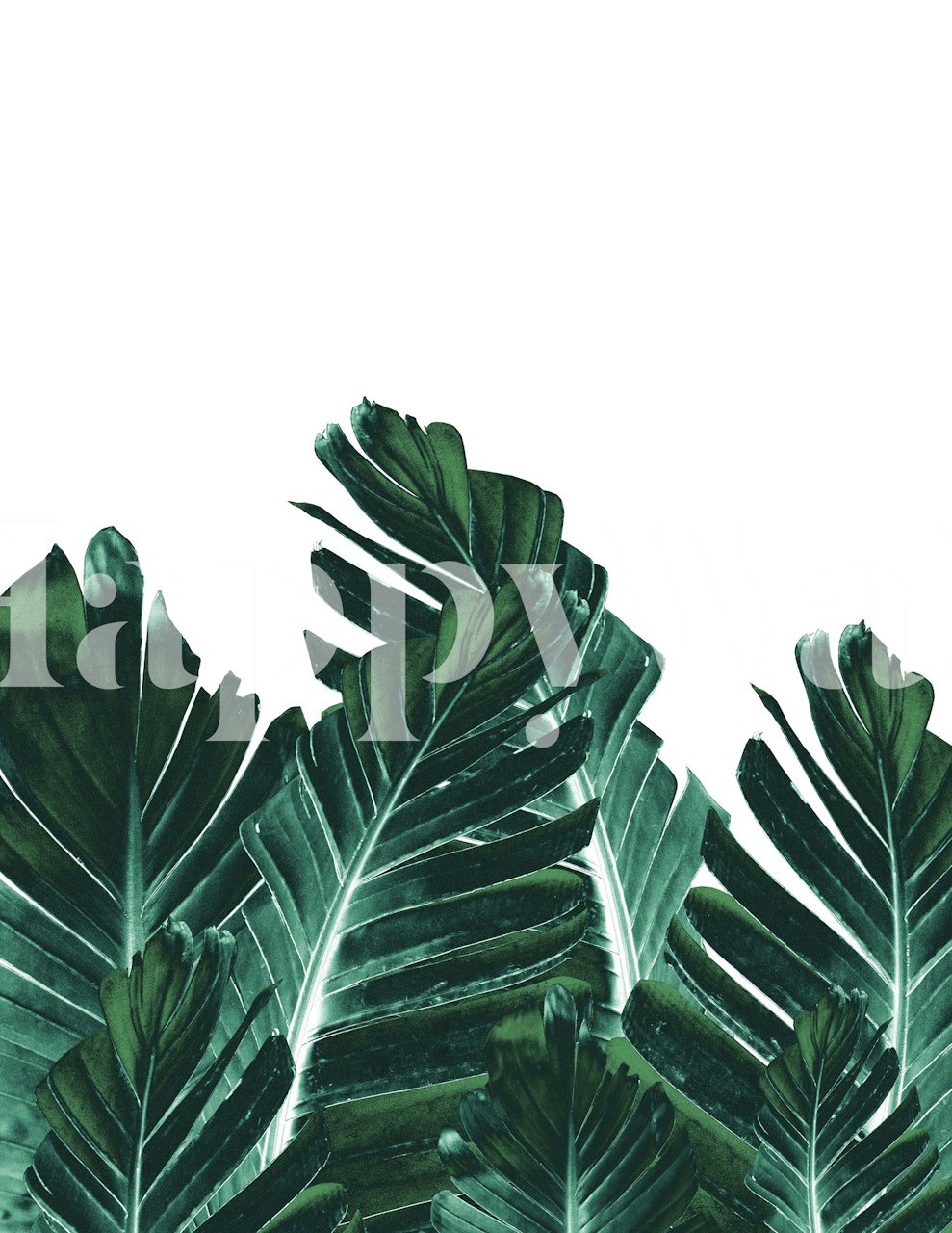 Frodige grønne bananblader som skaper en tropisk atmosfære