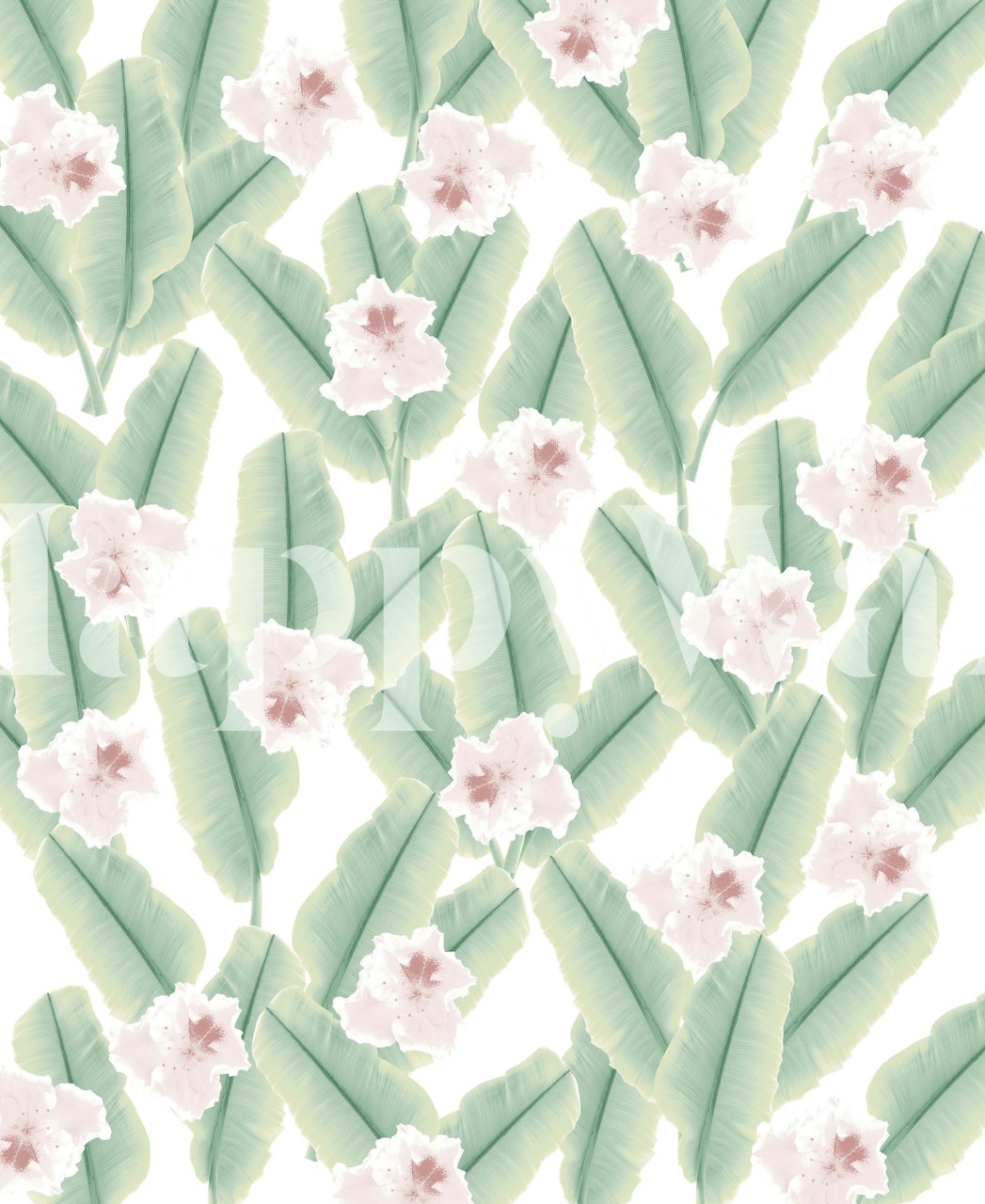 Tropical banana leaves and pink flowers on white background wallpaper