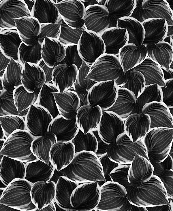 Black Leaves Dream 1