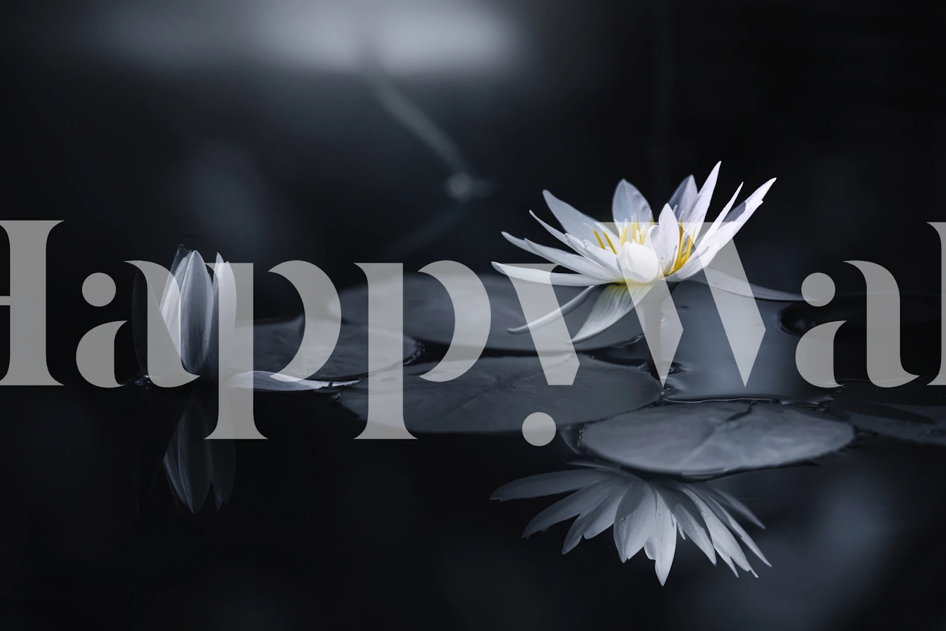 Reflection of water lilies wallpaper design