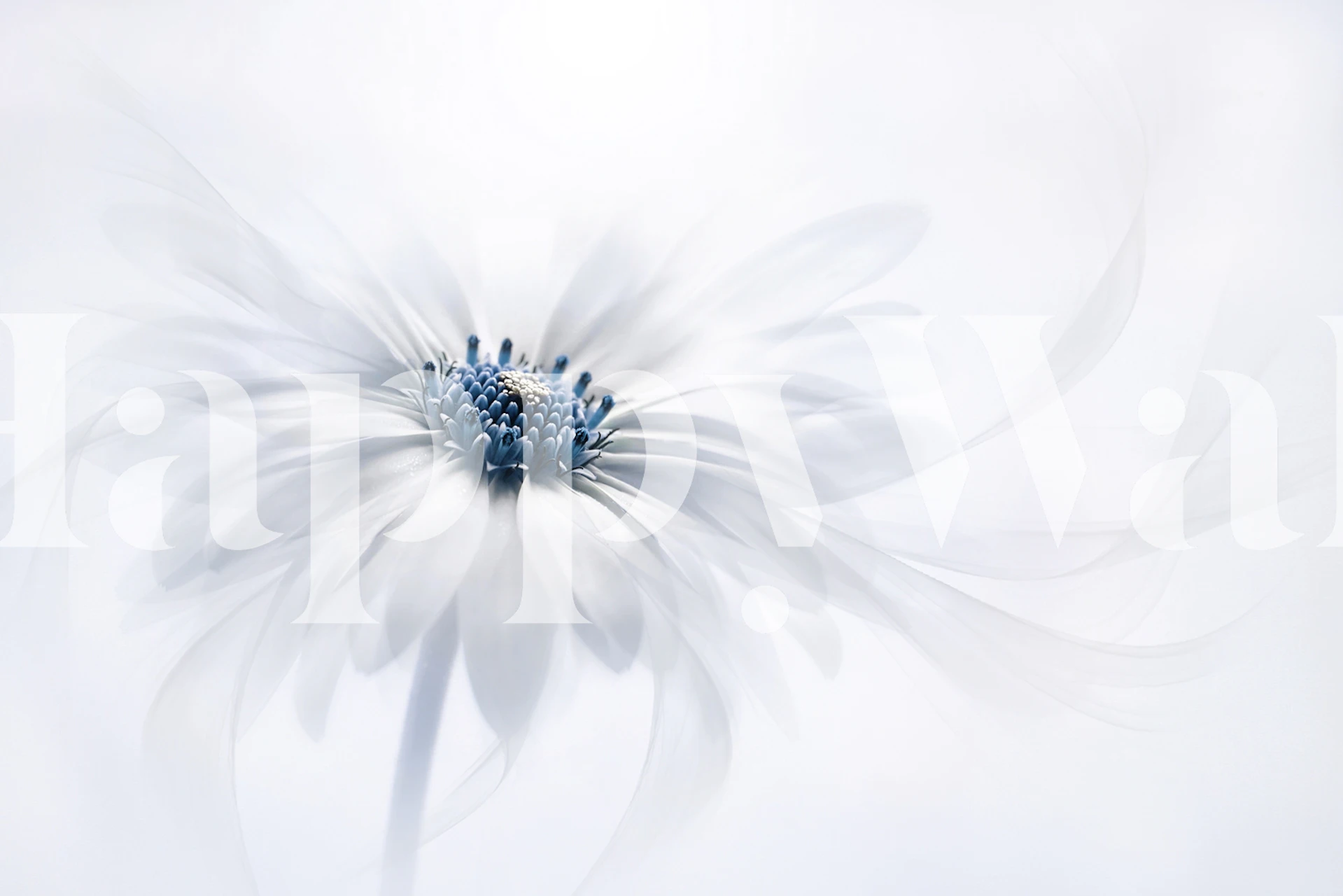 White flower with blue center and soft flowing petals wallpaper