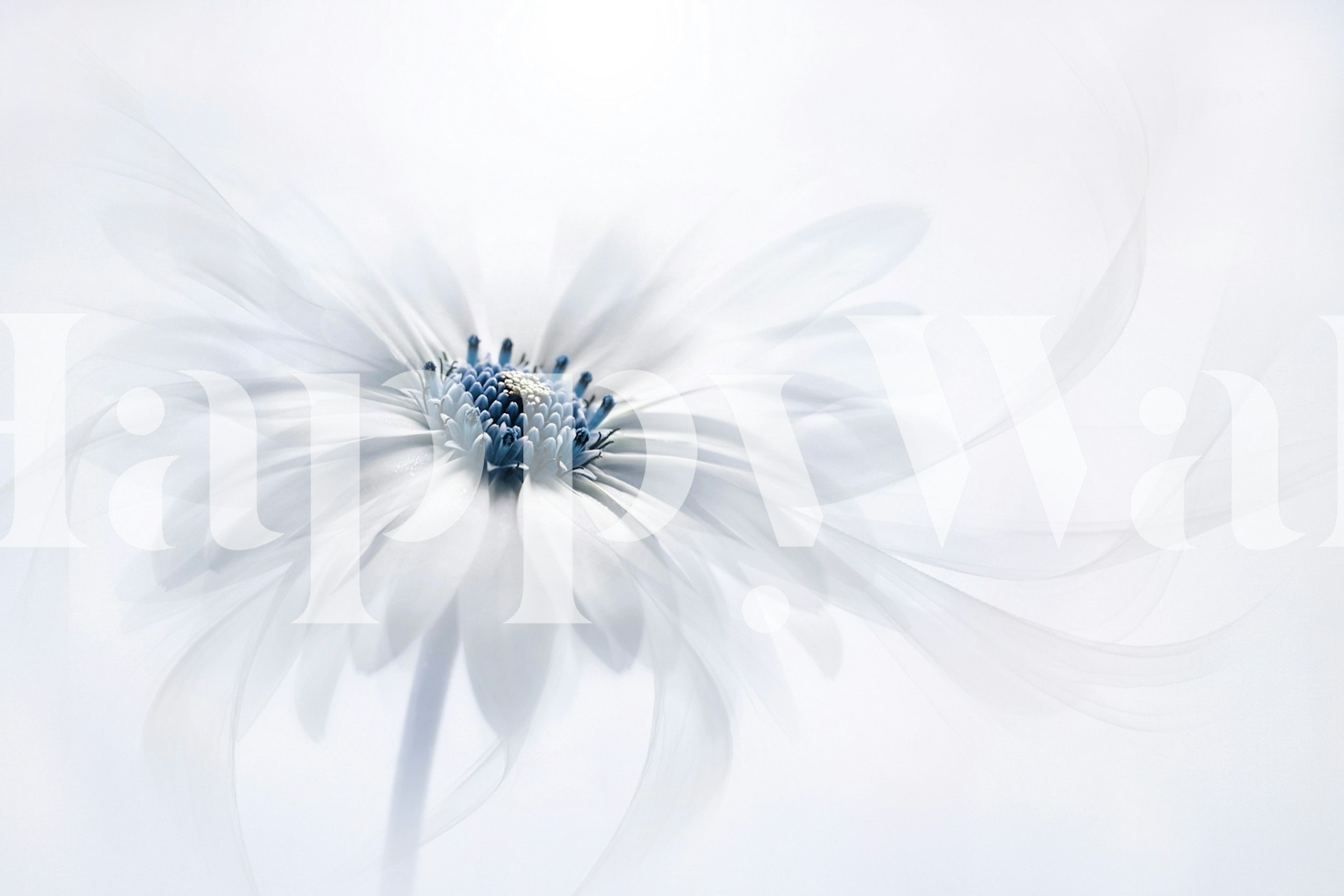 White flower with blue center and soft flowing petals wallpaper