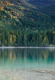 Tree Reflection in Lake 1