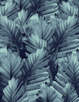 Navy Blue Banana Leaves 4 carta da parati