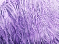 Purple Faux Highland Cow Fur 1 carta da parati